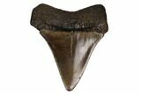 Fossil Toothed Mako Shark Tooth - Georgia #158794-1